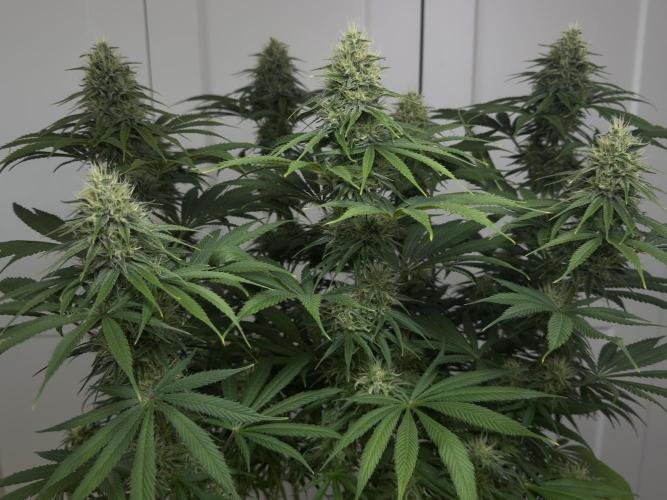 Jack Herer - A Flagship Hybrid. Week 13 - C