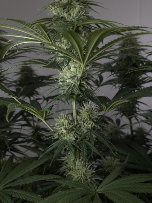 Jack Herer - A Flagship Hybrid. Week 13 - C