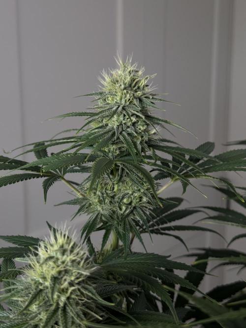 Jack Herer - A Flagship Hybrid. Week 13 - C