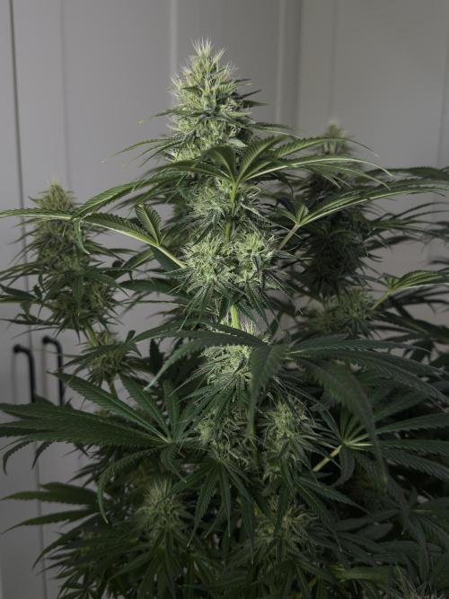 Jack Herer - A Flagship Hybrid. Week 13 - C