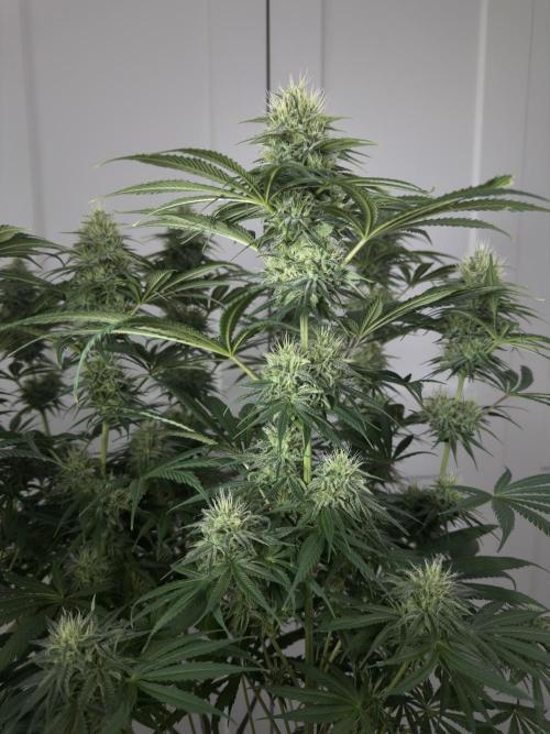 Jack Herer - A Flagship Hybrid. Week 13 - C