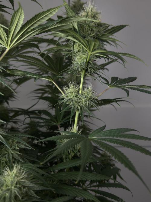 Jack Herer - A Flagship Hybrid. Week 13 - C