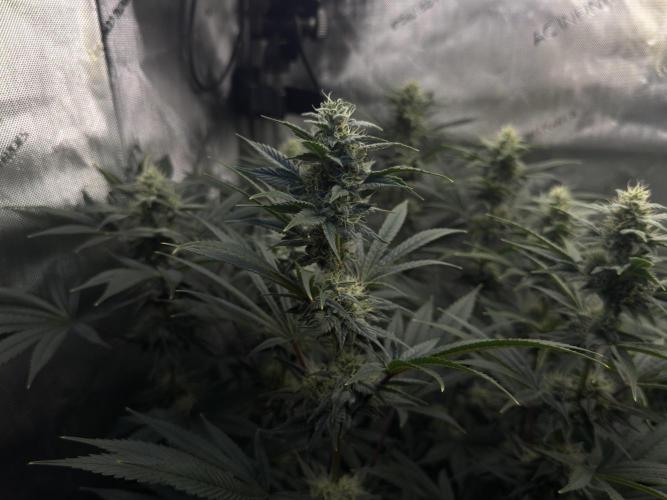 Jack Herer - A Flagship Hybrid. Week 13 - A