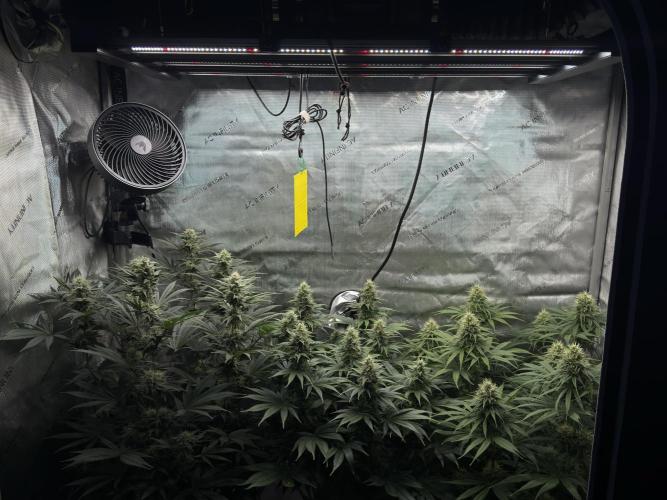 Jack Herer - A Flagship Hybrid. Week 13