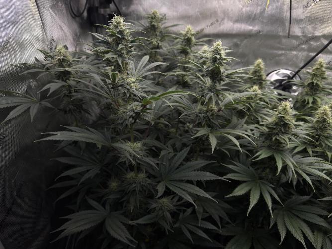 Jack Herer - A Flagship Hybrid. Week 13 - A