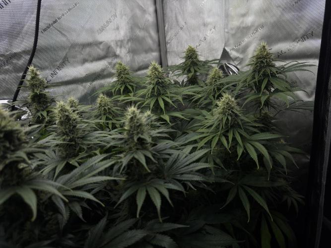 Jack Herer - A Flagship Hybrid. Week 13 - C