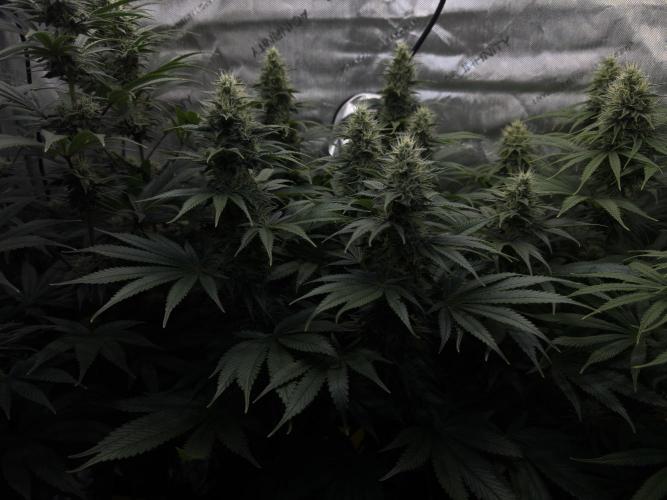 Jack Herer - A Flagship Hybrid. Week 13 - B