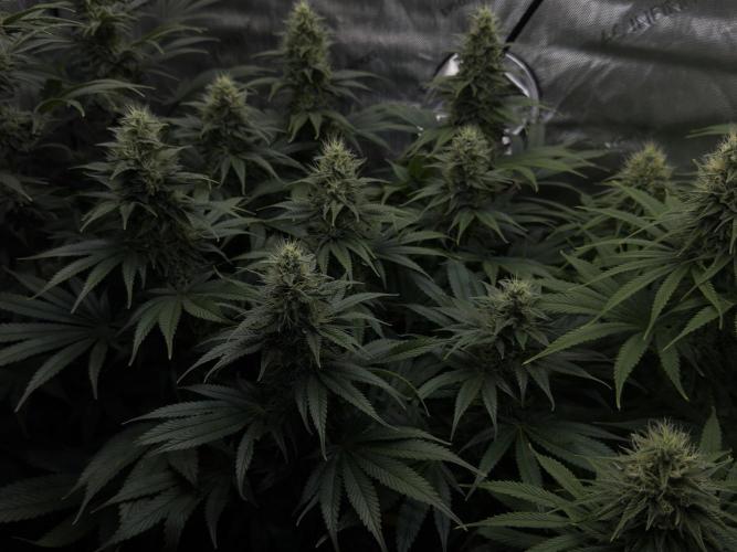 Jack Herer - A Flagship Hybrid. Week 13 - B