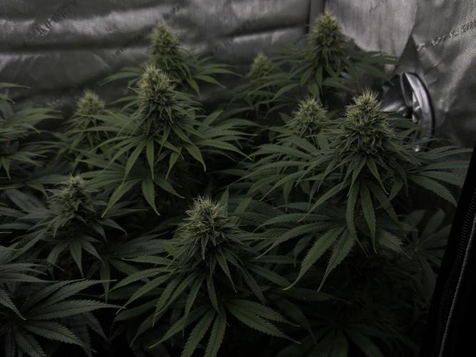 Jack Herer - A Flagship Hybrid. Week 13 - C