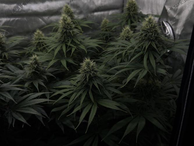 Jack Herer - A Flagship Hybrid. Week 13 - C