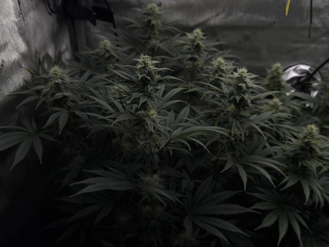 Jack Herer - A Flagship Hybrid. Week 13 - A