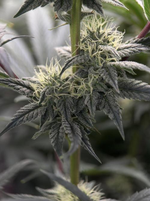 Jack Herer - A Flagship Hybrid. Week 13 - A