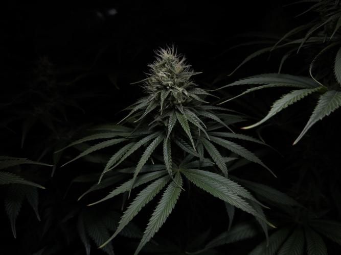 Jack Herer - A Flagship Hybrid. Week 13 - C