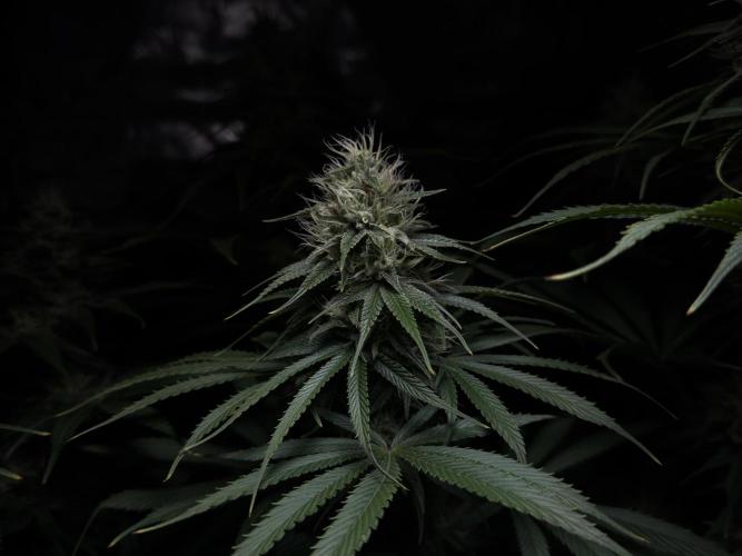 Jack Herer - A Flagship Hybrid. Week 13 - C
