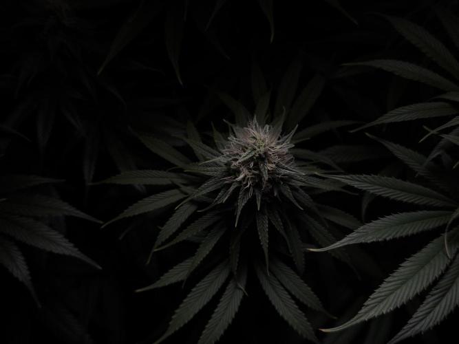 Jack Herer - A Flagship Hybrid. Week 13 - B