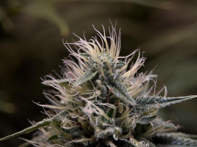 Jack Herer - A Flagship Hybrid. Week 13 - B