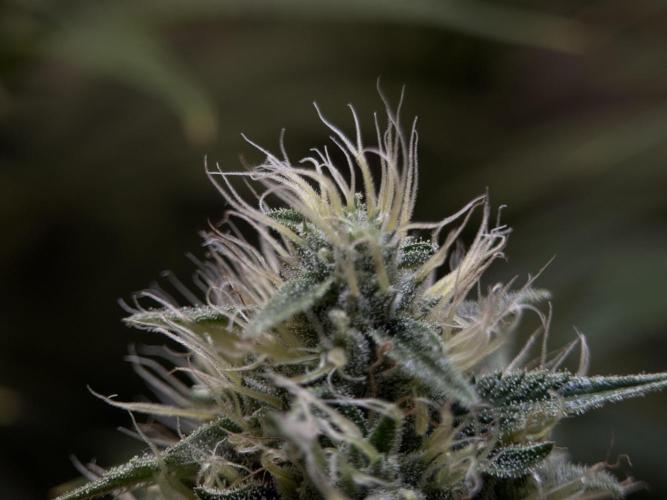 Jack Herer - A Flagship Hybrid. Week 13 - B
