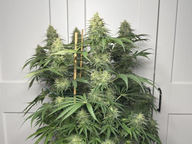 Jack Herer - A Flagship Hybrid. Week 14 - Plant C - I avoided trimming the plant  