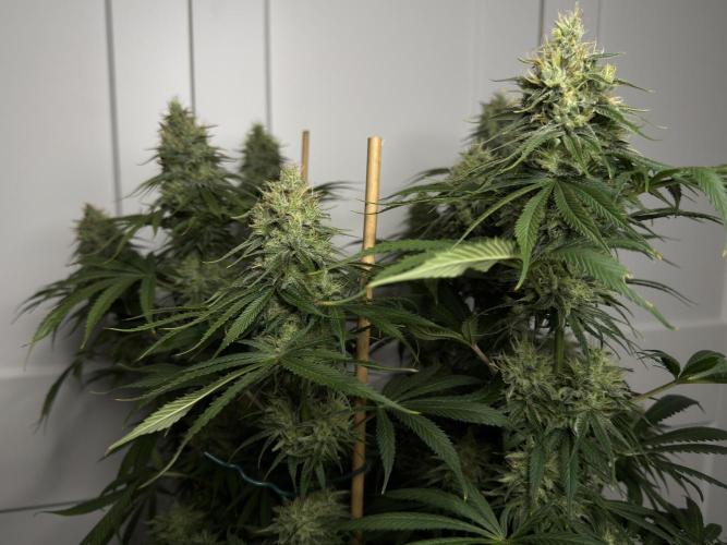 Jack Herer - A Flagship Hybrid. Week 14 - C