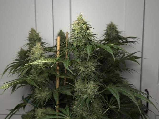 Jack Herer - A Flagship Hybrid. Week 14 - C