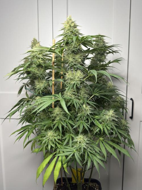 Jack Herer - A Flagship Hybrid. Week 14 - Plant C - I avoided trimming the plant