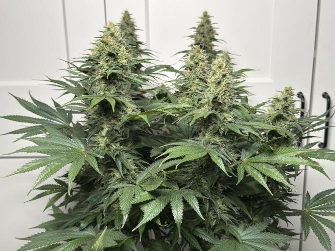 Jack Herer - A Flagship Hybrid. Week 14 - Plant B
