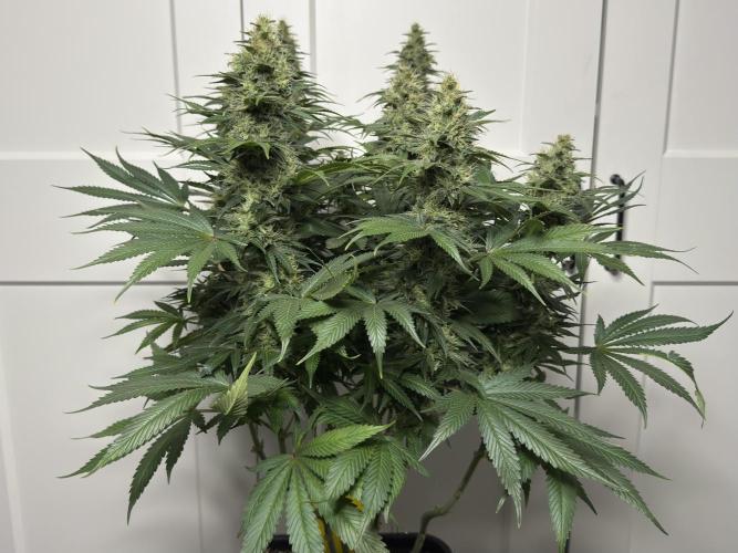 Jack Herer - A Flagship Hybrid. Week 14 - B