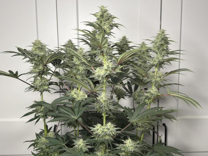 Jack Herer - A Flagship Hybrid. Week 14 - A
