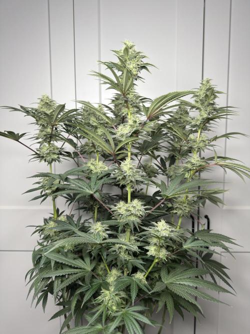 Jack Herer - A Flagship Hybrid. Week 14 - Plant A