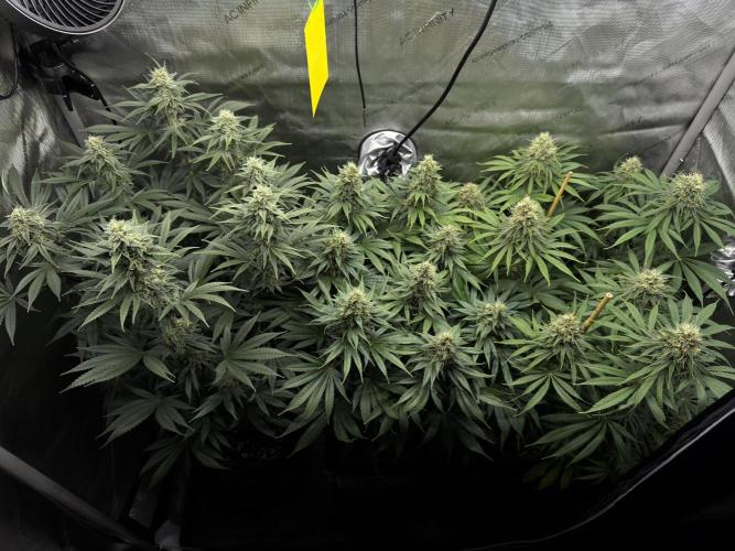Jack Herer - A Flagship Hybrid. Week 14