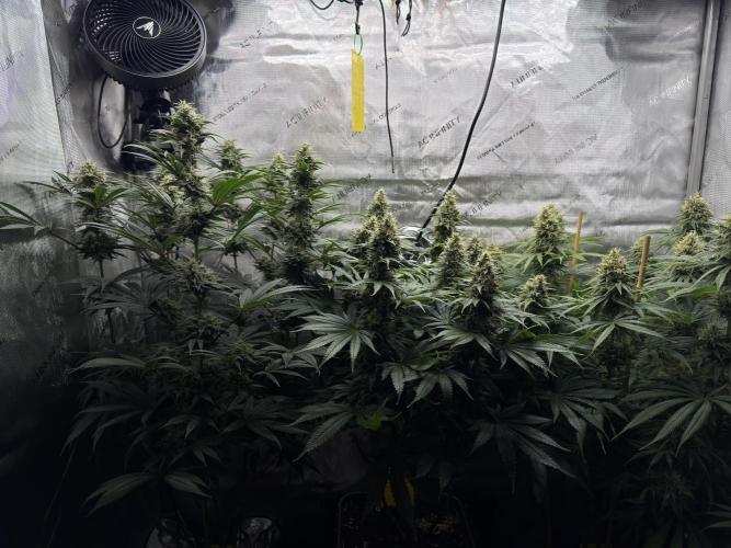 Jack Herer - A Flagship Hybrid. Week 14