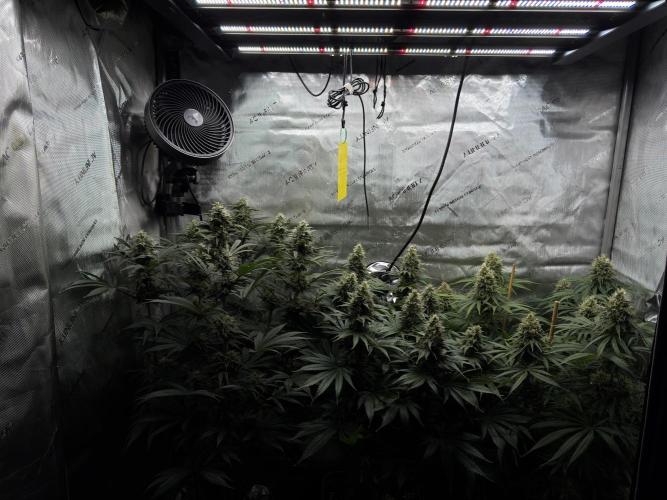 Jack Herer - A Flagship Hybrid. Week 14