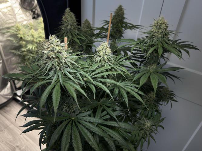 Jack Herer - A Flagship Hybrid. Week 14