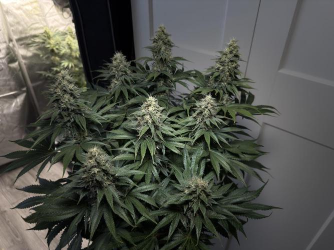 Jack Herer - A Flagship Hybrid. Week 14
