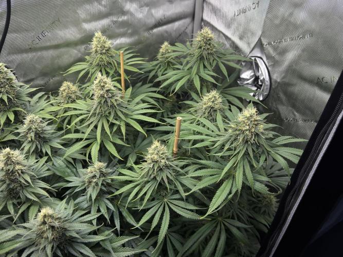 Jack Herer - A Flagship Hybrid. Week 14
