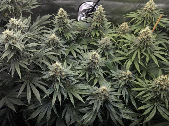 Jack Herer - A Flagship Hybrid. Week 14