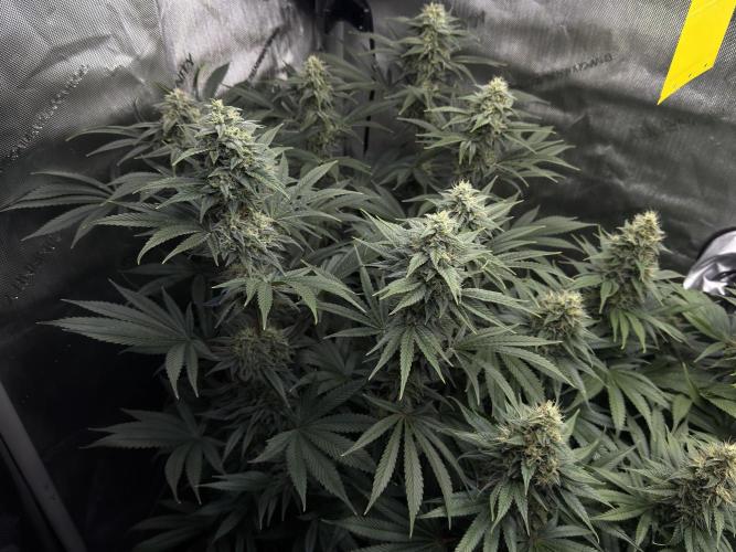 Jack Herer - A Flagship Hybrid. Week 14