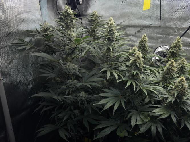 Jack Herer - A Flagship Hybrid. Week 14