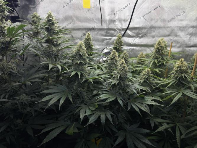Jack Herer - A Flagship Hybrid. Week 14