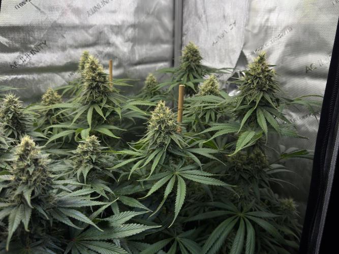 Jack Herer - A Flagship Hybrid. Week 14