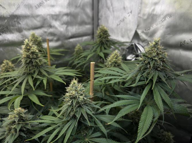 Jack Herer - A Flagship Hybrid. Week 14