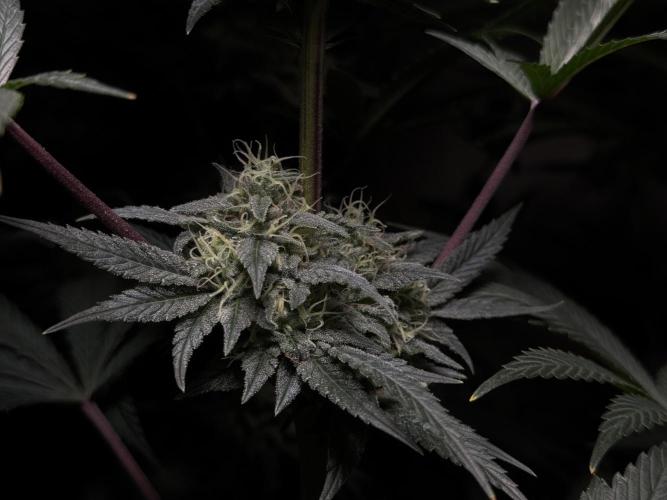 Jack Herer - A Flagship Hybrid. Week 14