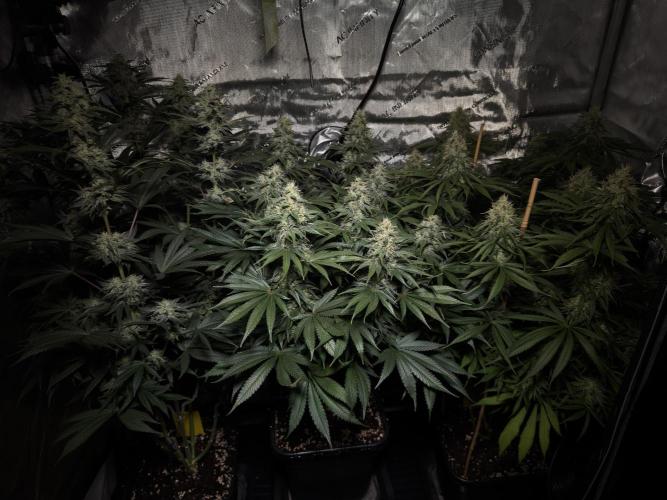 Jack Herer - A Flagship Hybrid. Week 14