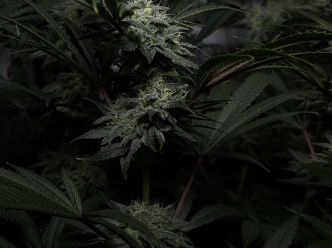 Jack Herer - A Flagship Hybrid. Week 14