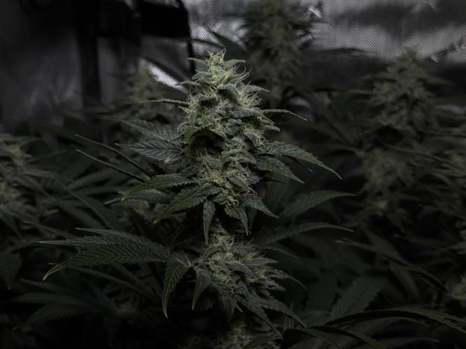 Jack Herer - A Flagship Hybrid. Week 14
