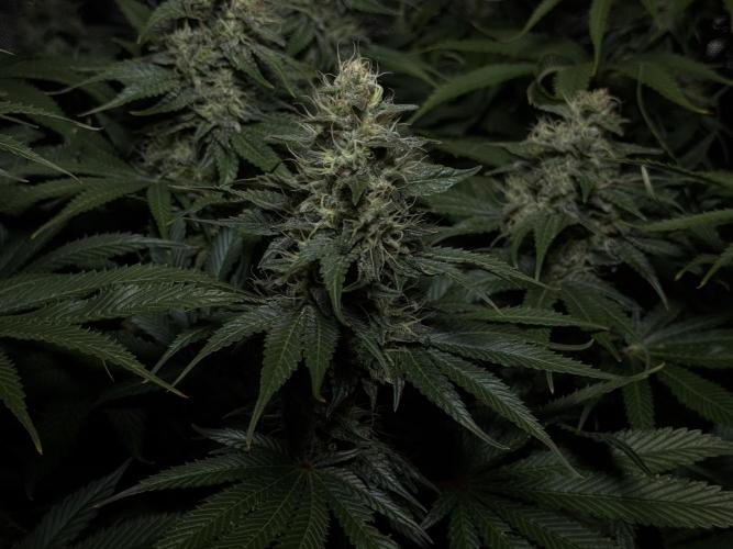 Jack Herer - A Flagship Hybrid. Week 14