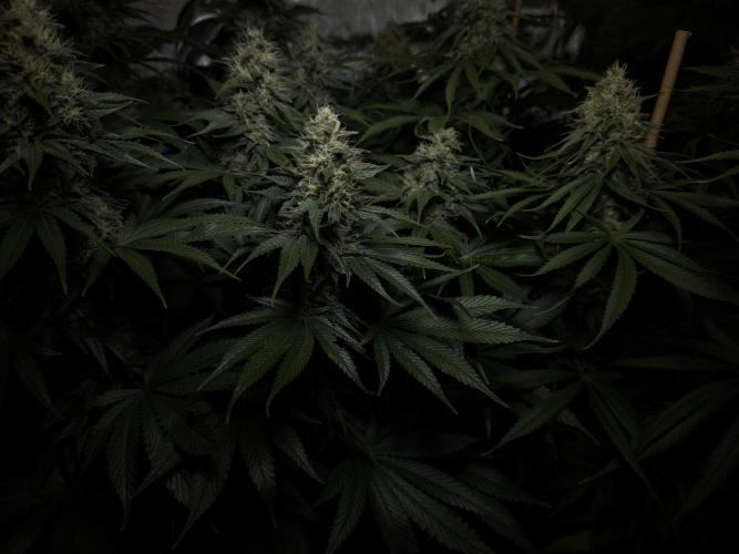 Jack Herer - A Flagship Hybrid. Week 14