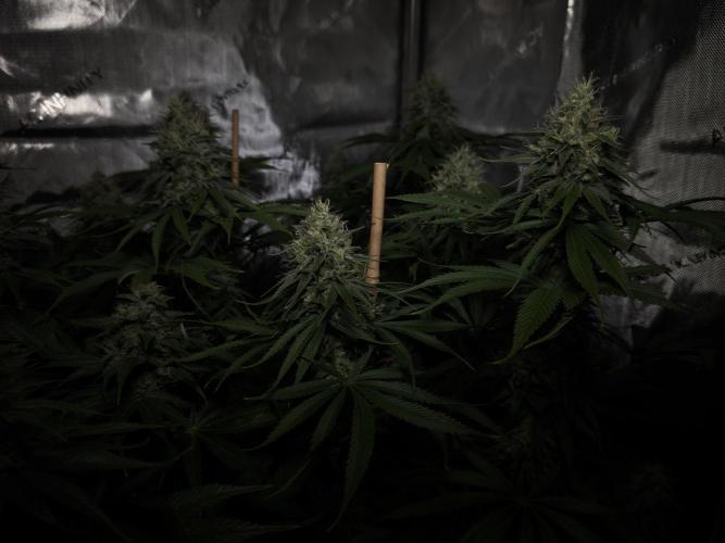 Jack Herer - A Flagship Hybrid. Week 14