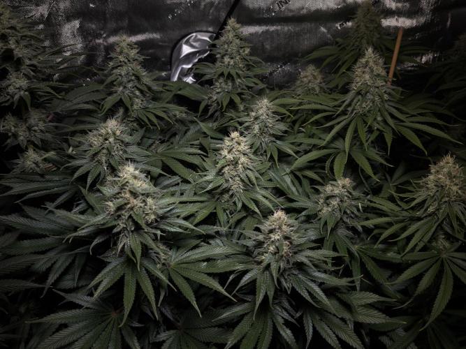 Jack Herer - A Flagship Hybrid. Week 14