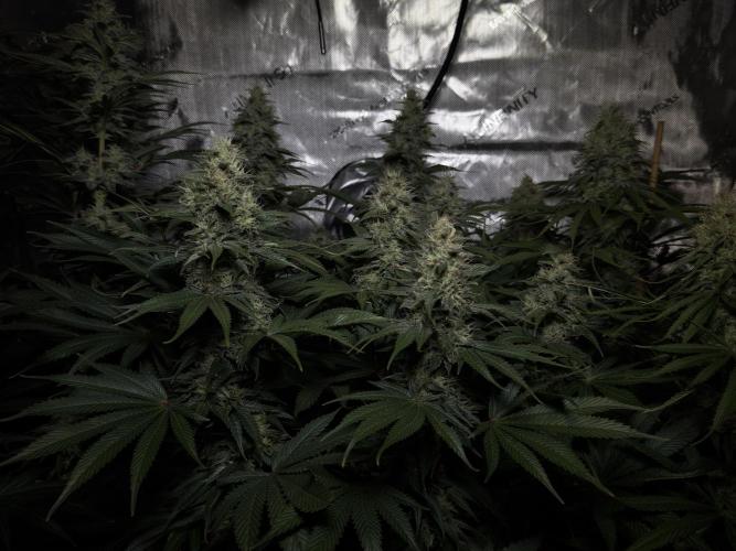 Jack Herer - A Flagship Hybrid. Week 14